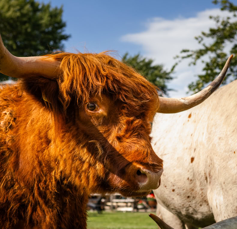Longhorn Ranch Bed & Barbecue B&B, Akersloot, Breakfast, Amerikaans, Country, Koeien, Rust, Mindful