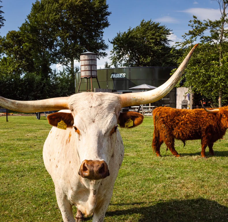 Longhorn Ranch Bed & Barbecue B&B, Akersloot, Breakfast, Amerikaans, Country, Koeien, Rust, Mindful