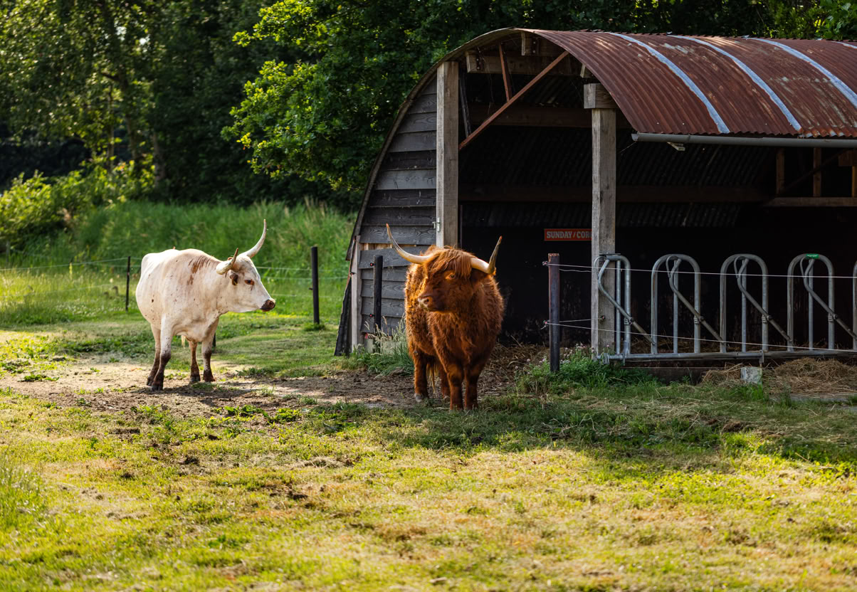 Longhorn Ranch Bed & Barbecue B&B, Akersloot, Breakfast, Amerikaans, Country, Koeien, Rust, Mindful